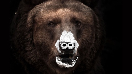 Cocaine Bear - L'orso che mangio 30 Kg di cocaina!