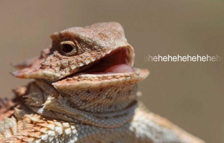 Lizard squad mette a nanna PSN e Live