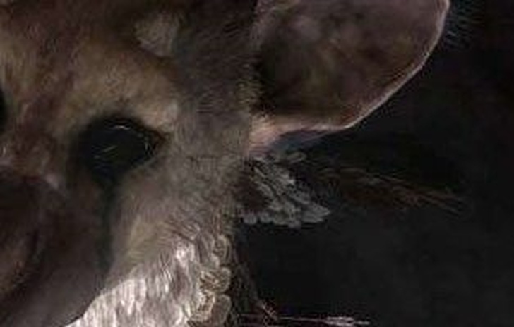 Rumor e comunque niente The Last Guardian allE3