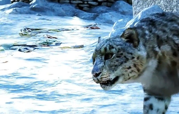 Nuovo video sulla geografia di Far Cry 4