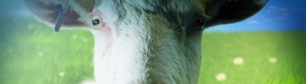 Goat Simulator belera su Xbox One