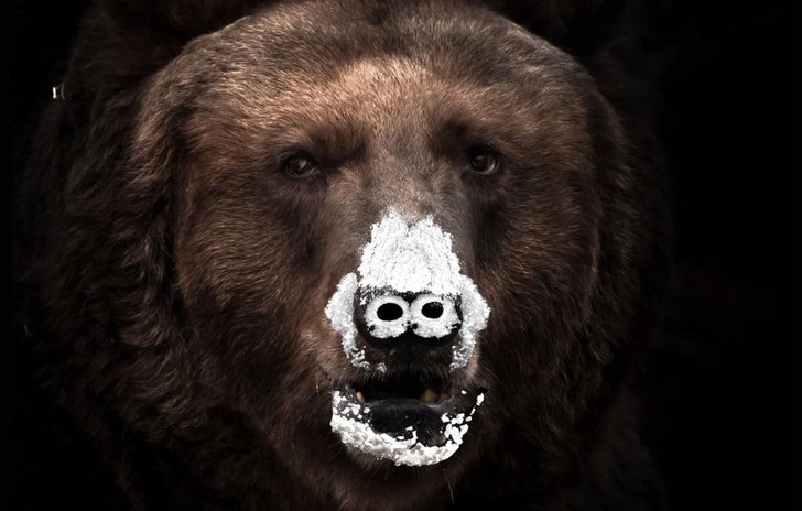 Cocaine Bear Lorso che mangiò 30 Kg di cocaina
