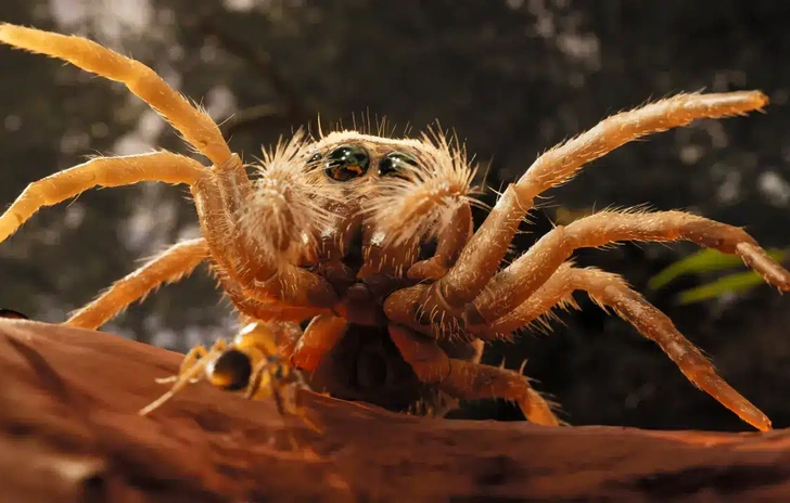 Empire of the Ants nuovo trailer del fotorealistico RTS