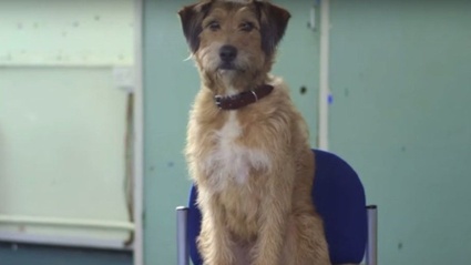 Featurette Esclusiva - Simon Pegg e il cane Mojo