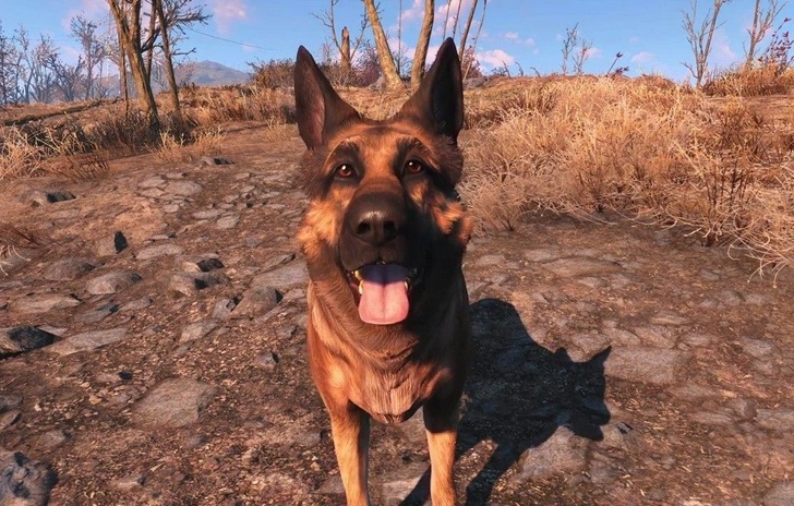 Dogmeat e gli altri compagni in Fallout 4