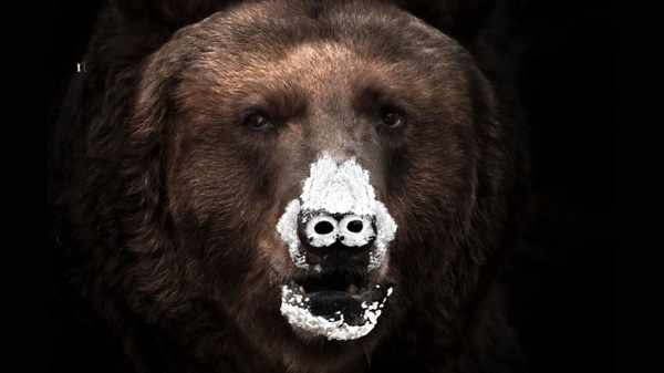 Cocaine Bear - L'orso che mangio 30 Kg di cocaina!