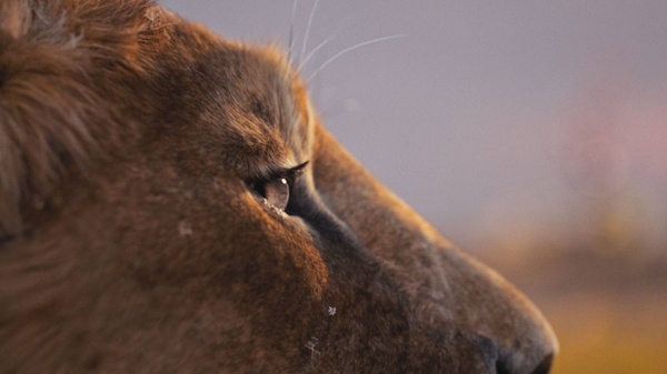 La trama di Mufasa: Il Re Leone, di cosa parla il film Disney?