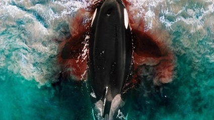 Killer Whale