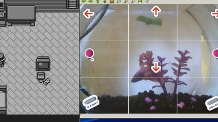 Un pesce rosso gioca a Pokemon su Twitch