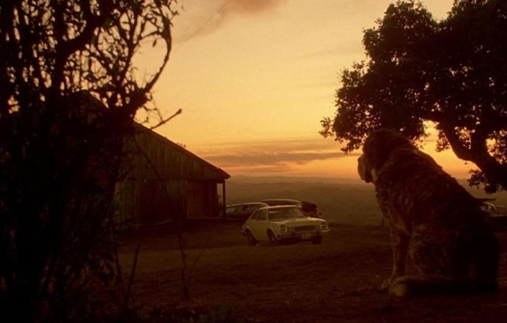 Cujo Remake Netflix dellhorror di Stephen King anni 80