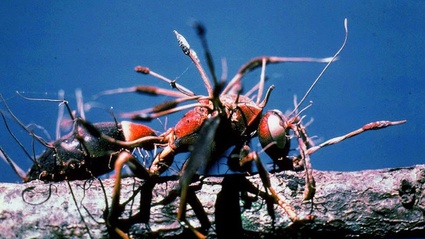 Cordyceps: cos'e e come funziona il fungo di The Last of Us