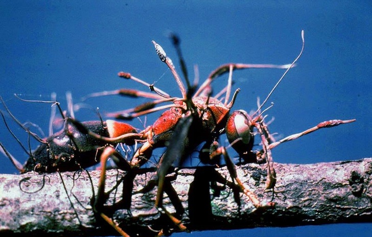 Cordyceps cosè e come funziona il fungo di The Last of Us