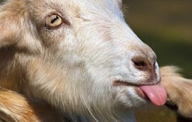Goat Simulator porta il caos su Playstation