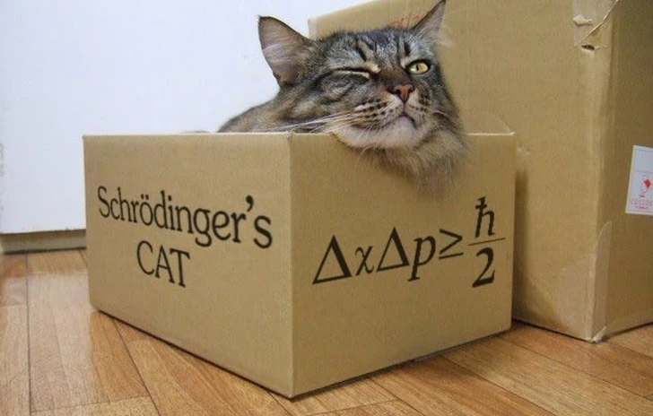 Schr�dingers Cat e i Viaggiatori del Quark Perduto