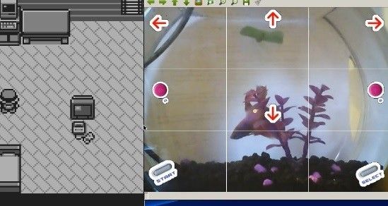 Un pesce rosso gioca a Pokemon su Twitch