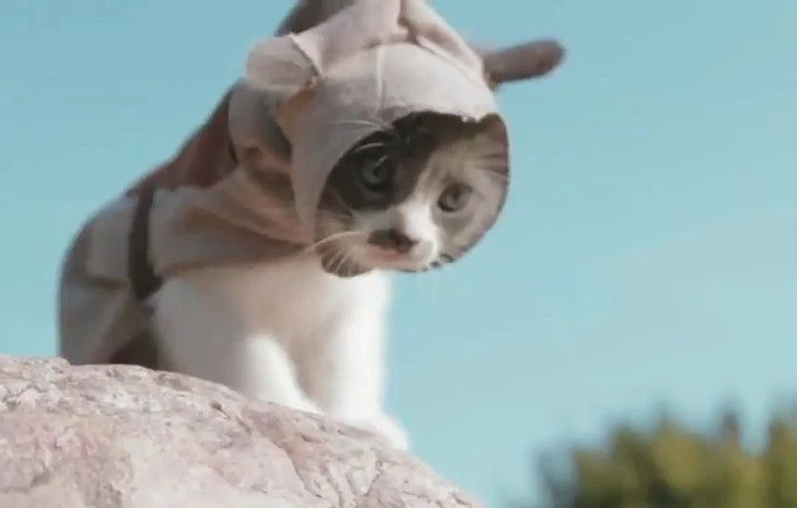 Assassins Kittens Unity