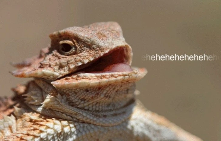 Lizard squad mette a nanna PSN e Live