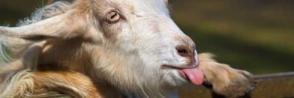 Goat Simulator porta il caos su Playstation
