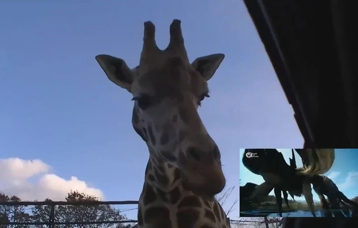 Gli sviluppatori di Final Fantasy XV tra leoni e giraffe