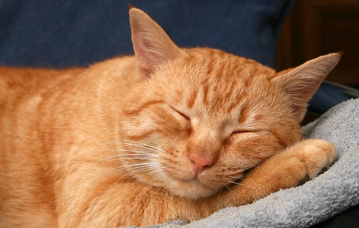 Da Gravity Rush a Gravity Cat il passo è breve