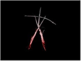 Blair Witch Volume 1 Rustin Parr